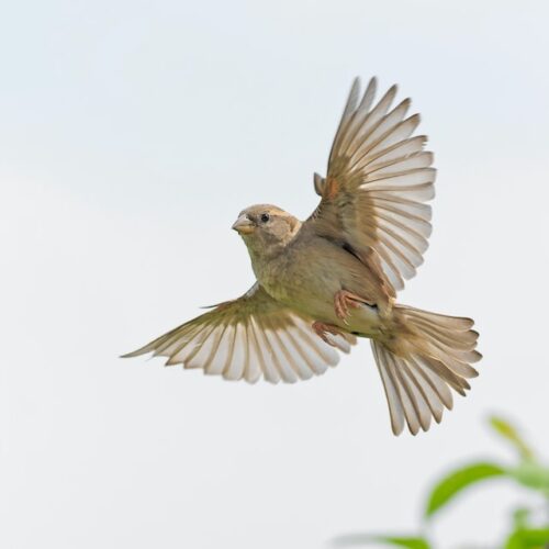 bird in flight